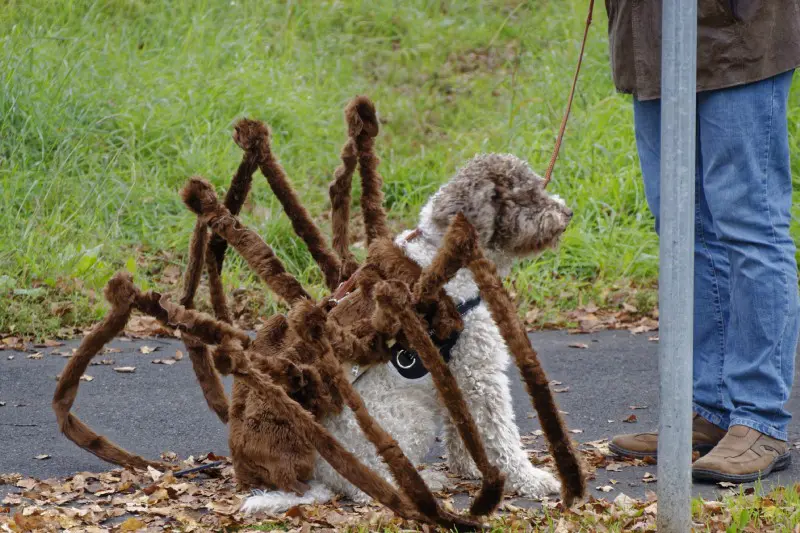 Spinnenhund selbst machen