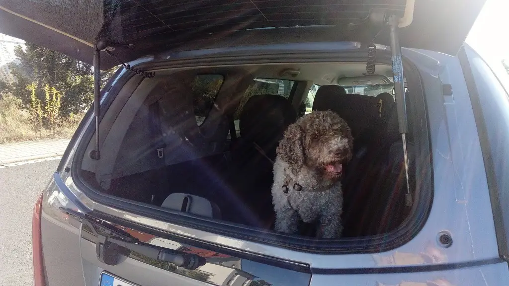 hund fährt im auto