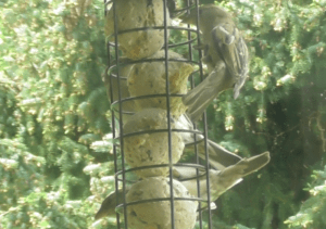 Vögel das ganze Jahr über im Garten füttern?